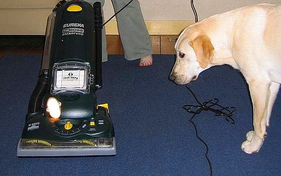 Elektrikli Süpürgeyle Aşk-Nefret İlişkisi Yaşayan 18 Tutkulu Hayvan