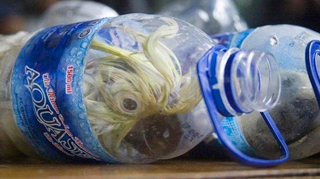 Endonezya'nın Surabaya kentindeki Tanjung Perak Limanı'nda kaçakçılara yönelik operasyonda boş su şişeleri içine konularak yasadışı yollardan ticareti yapılan 24 adet kakadu papağanı ele geçirilmiş.