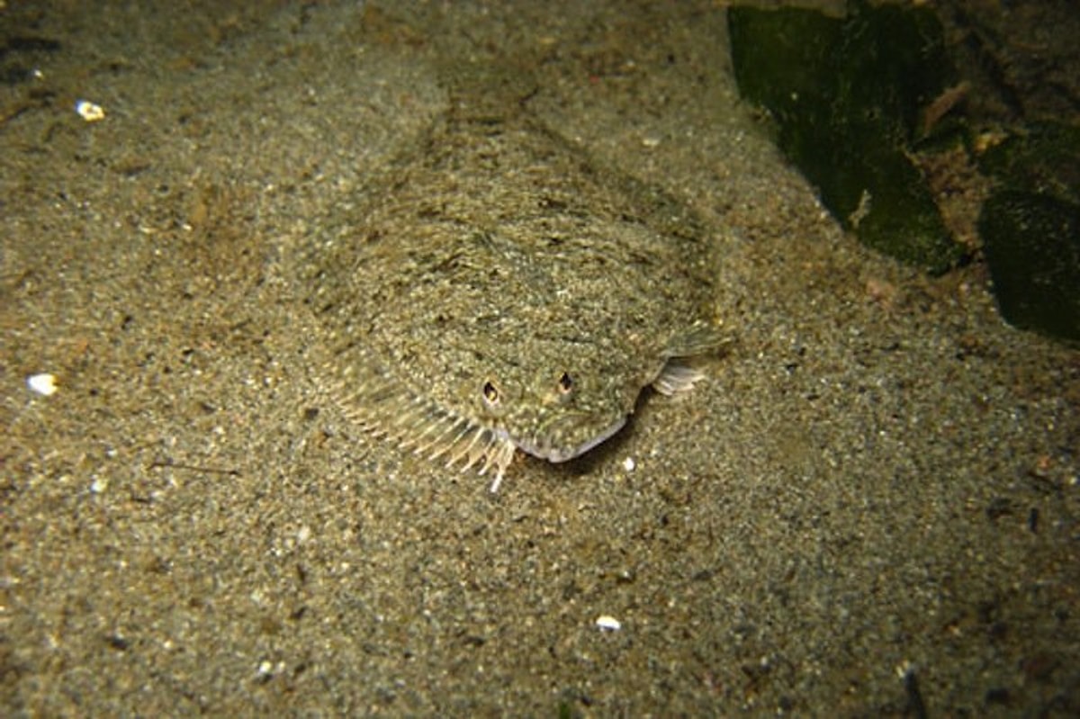 Черноморские донные рыбы. Песчаная камбала. Глосик камбала-глосса. Камбала тигровая. Морская камбала.