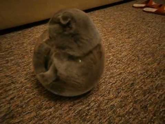 Hayattaki En Büyük Amacı Küçük Fanusun İçine Girmek Olan Sevimli Ötesi Kedi