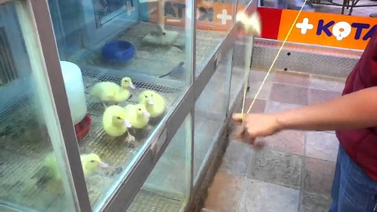 Ördek Yavrularının Yo-Yo ile İmtihanı