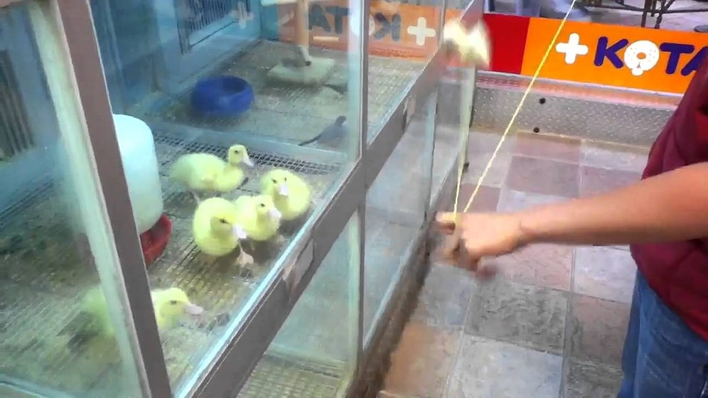 Ördek Yavrularının Yo-Yo ile İmtihanı