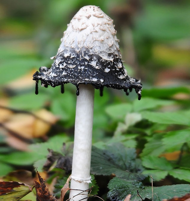 22. Coprinus Comatus