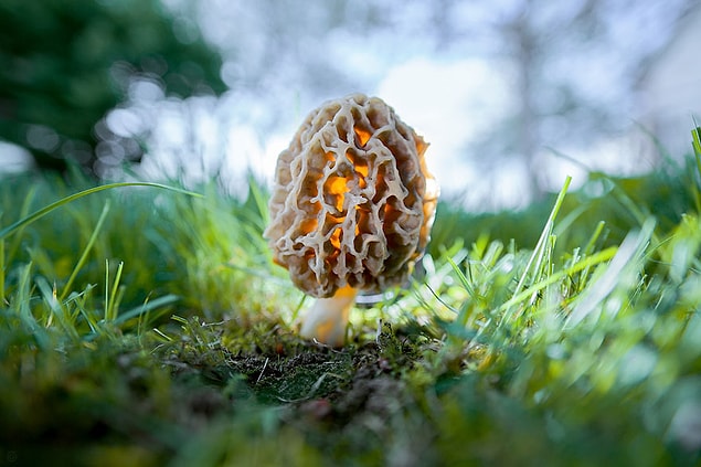 25. Morchella Esculenta