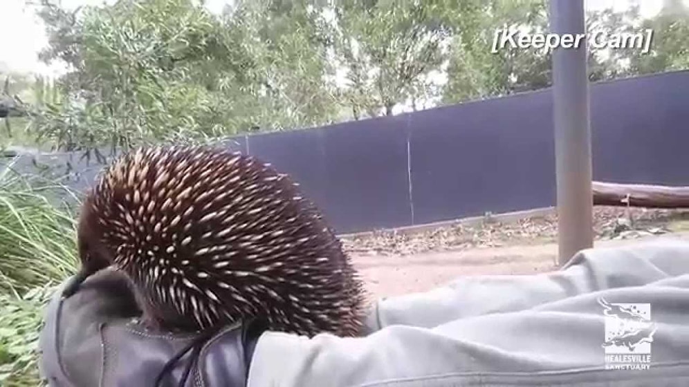 Daha Önce Karınca Yiyeni Hapşururken Görmüş müydünüz?