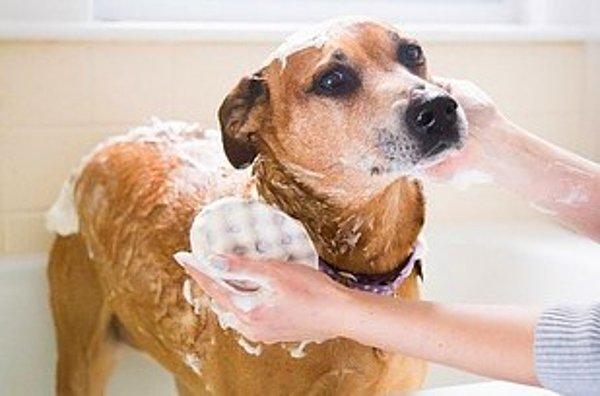 10. Köpeğinizi kolayca yıkayacağınız, kendiliğinden sabunlu sünger.