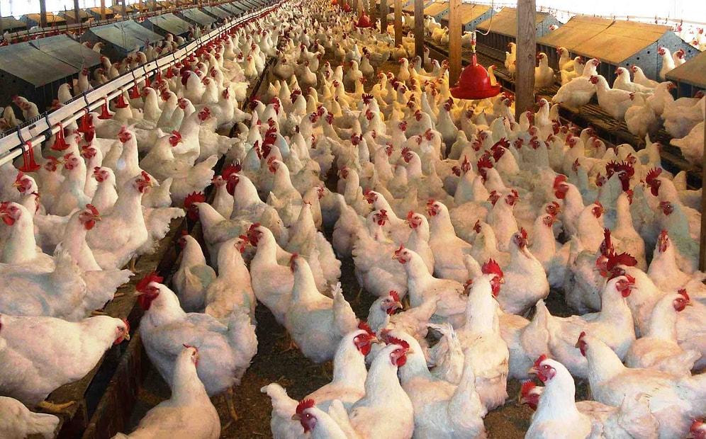 İzmir Menderes'te Kuş Gribi Nedeniyle 700 Tavuk İtlaf Edilecek