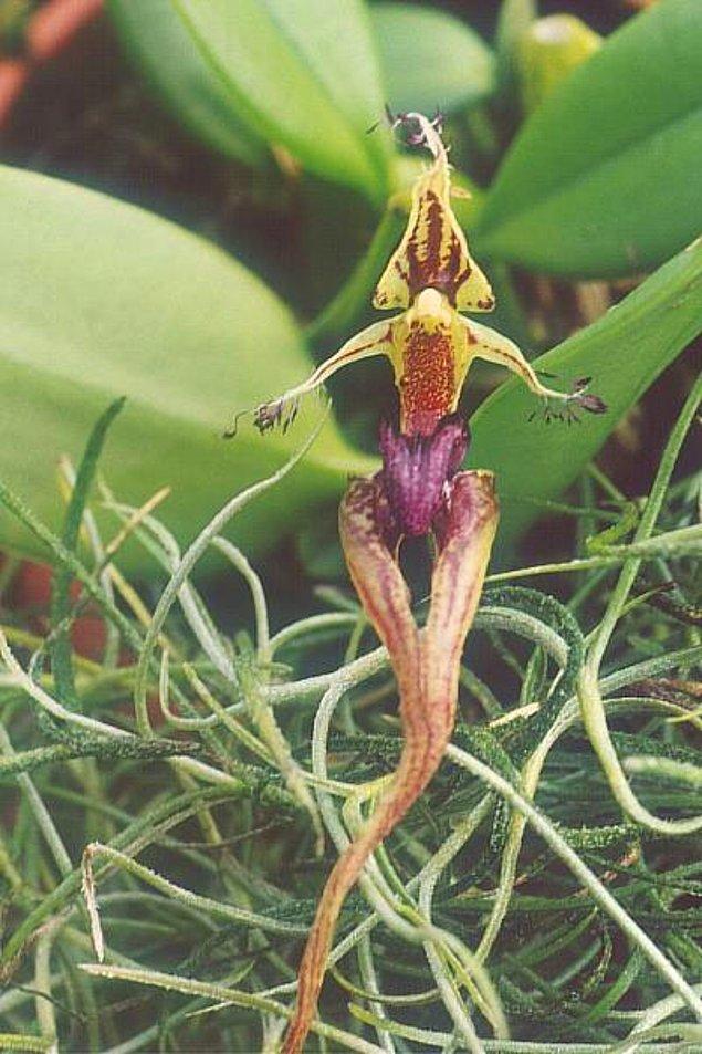 13. Süt Kardeşler filmindeki Gulyabani'ye benzeyen 'Bulbophyllum Putidum'