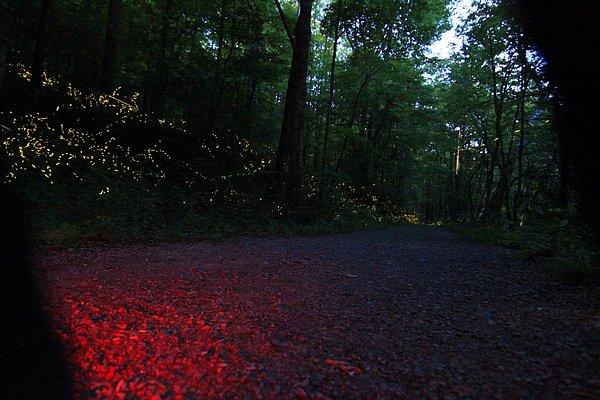 14. Büyük Smoky Dağları Ulusal Parkı' nda her yaz iki hafta boyunca özel ateş böceği türleri çiftleşmek için bir araya gelir. Binlerce insan ateş böceklerinin oluşturduğu bu doğal ışık cümbüşünü izlemek için burada buluşur.