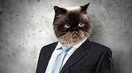 Patronunuz Bir Kedi Olsa Ofisinizde Yaşanması Muhtemel 15 Olay