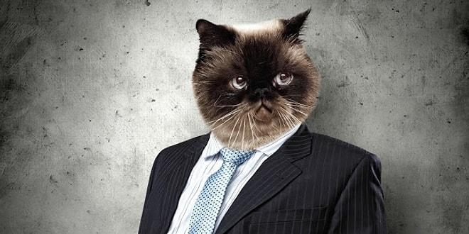 Patronunuz Bir Kedi Olsa Ofisinizde Yaşanması Muhtemel 15 Olay