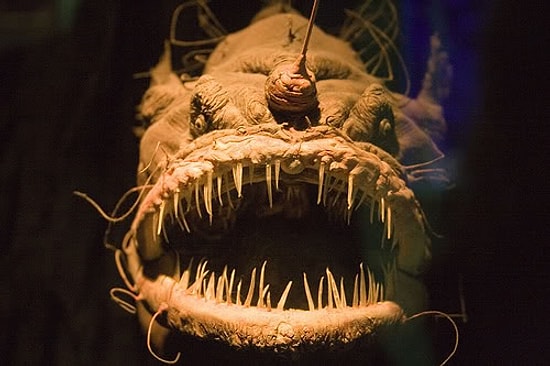 Gördüğünüzde Aklınızın Çıktığı Ama Aslında Tamamen Zararsız Olan 22 Hayvan