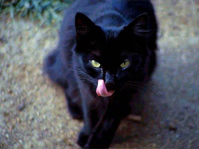 9. Kara kedi paranoyasına ne demeli?