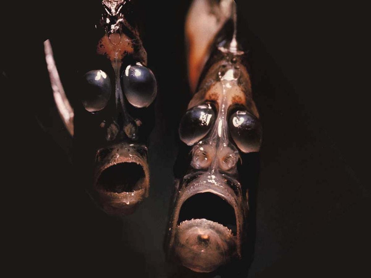 рыбы марианской впадины фото