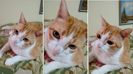 Kediler de Düet Yapabilir! Sahibinin Söylediği Şarkıya Eşlik Eden Sevimli Kedi