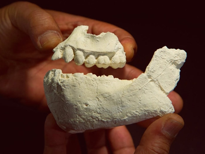 Etiyopya'da 'Yeni' Bir İnsan Türü Bulundu