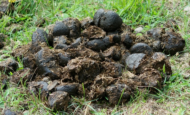11. Fışkı