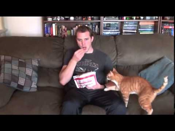 Kedi Sahiplerinin Yaşadığı Yemek Yeme Mücadelesi