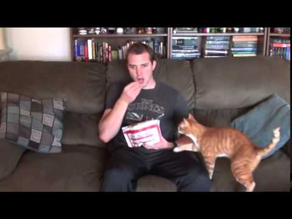 Kedi Sahiplerinin Yaşadığı Yemek Yeme Mücadelesi