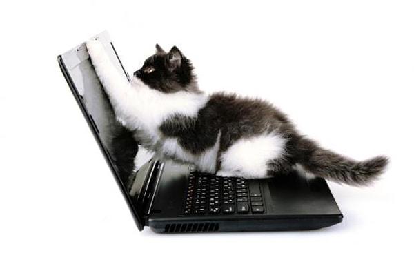 17. Bilgisayarlar bile kedilere düşkün.