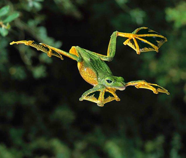 11. Uçan ağaç kurbağası