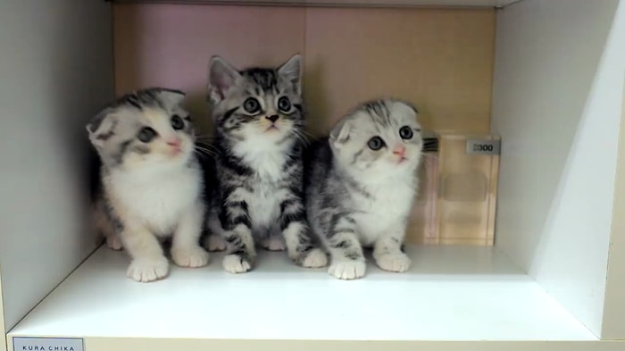 Müziğin Ritmi ile Uyumlu Şekilde Kafalarını Çeviren Kedilerden Aşırı Sevimli Anlar