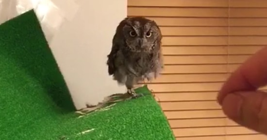 Kendini Sevdirmek için Can Atan Baykuş