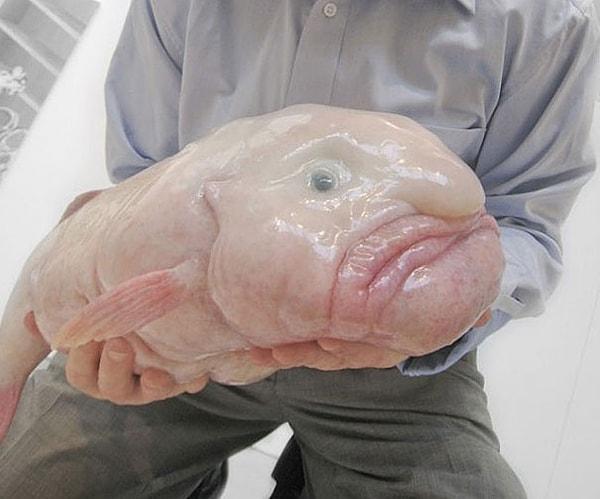 16. Blob Fish