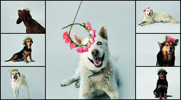 Her gün onlarca köpek sokağa atılıyor ya da bir takım amaçlar için kötüye kullanılıyor. ELLE ve LaVital bu tatlı mı tatlı evsiz kalan köpeklerin yeni ve sıcak bir yuvaya sahiplenmesi için kolları sıvamış.