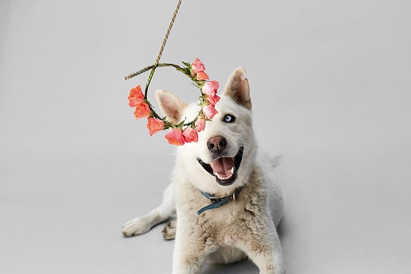 "BUZ": Tek gözüyle de çok yakışıklı bir Sibirya Kurdu/Husky. Bir buçuk yaşında, erkek, çok uslu, çok akıllı, oyuncu.