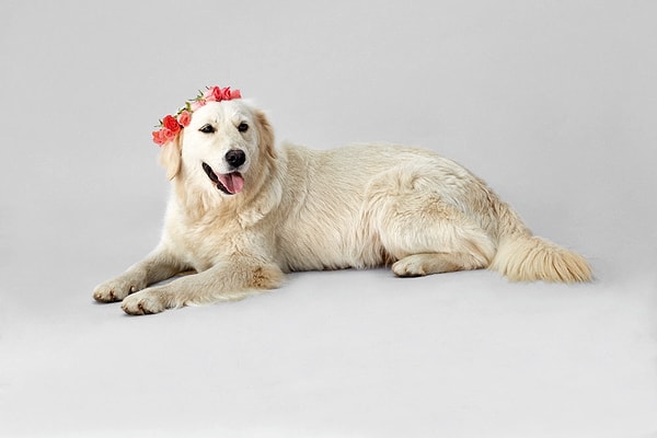 BELLA: Bu utangaç kız, yumuşacık tüyleri olan bir Golden Retriever. Yaklaşık bir yaşında.