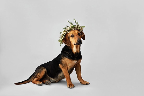 COOKIE: Çok tatlı ve biraz da komik görüntüsü yüzünden ona Sosis de deniyor. Dachshund kırması, dişi, iki yaşında.