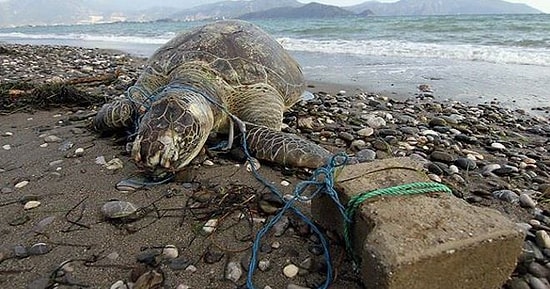 Nesli Tükenmekte Olan Kaplumbağayı Parke Taşıyla Öldürdüler
