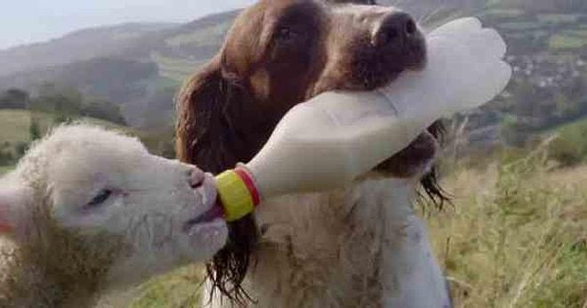 Yetim Kuzuya Biberonla Süt İçiren Sevimli Çoban Köpeği