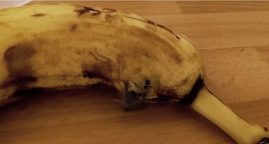 Muzun İçinden Çıkan Örümceğin İnsanı Geren Görüntüsü