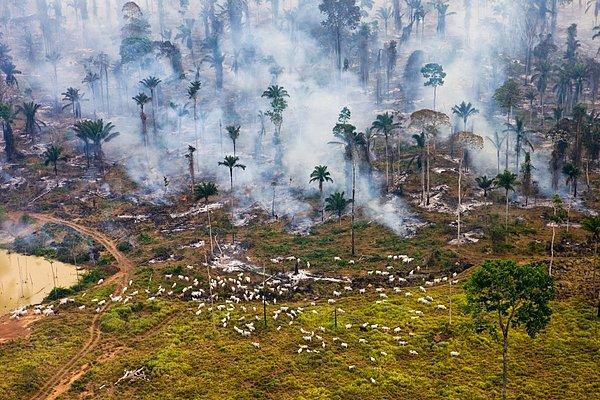 9. Büyükbaş hayvanların yaşadığı Amazon ormanlarının bir bölümünde çıkan yangın.