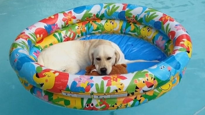 En Az Sizin Kadar Deniz, Kum ve Güneşin Tadını Çıkarmaya Hazır Olan 19 Hayvan