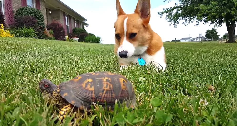 Kaplumbağanın Hareket Etmesiyle Işık Hızında Korkan Köpek