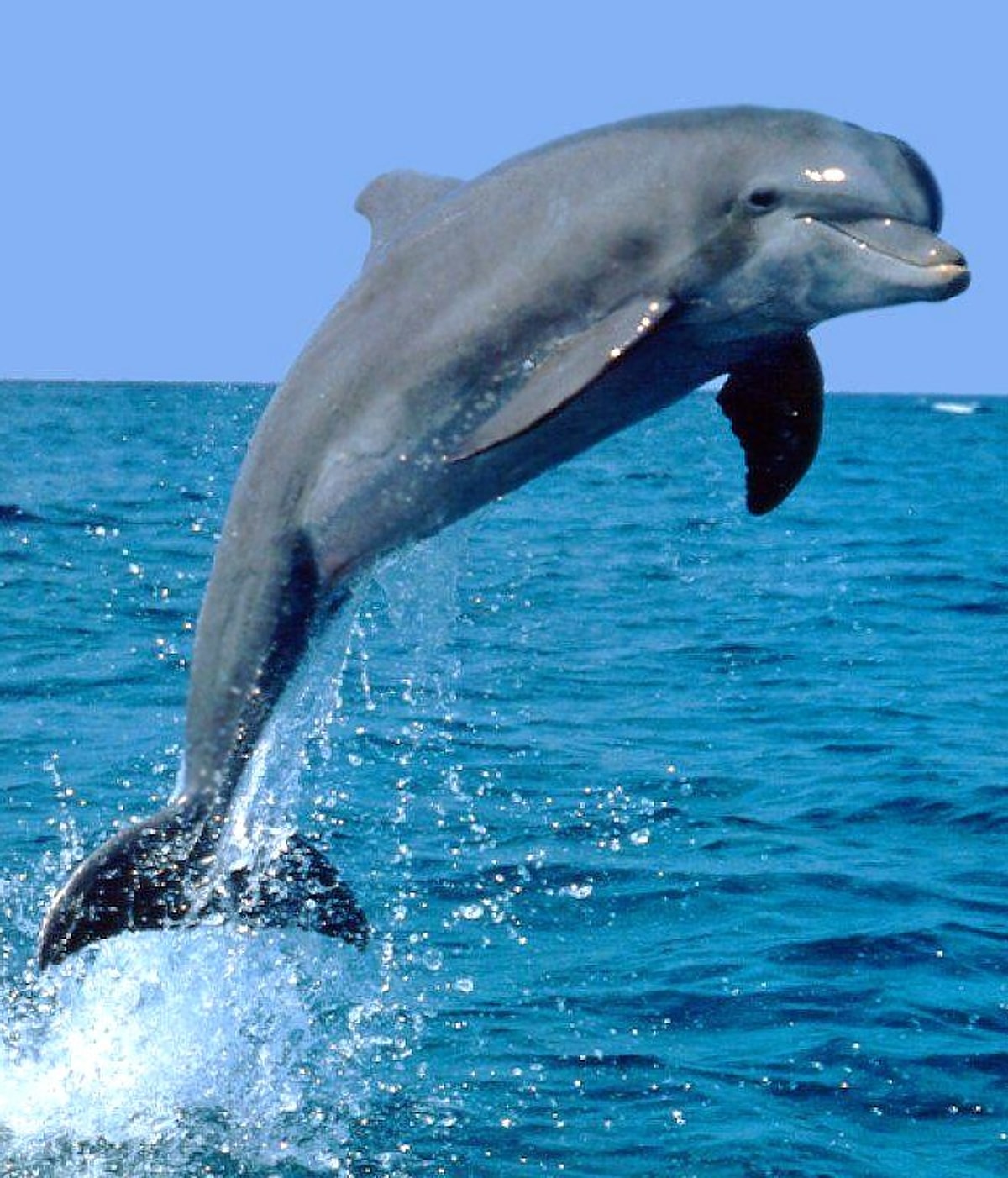 Kyles Dad Dolphin