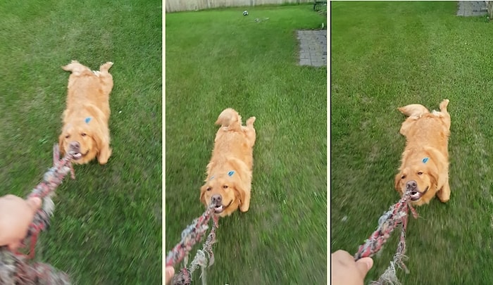 İp Çekme Oyunu Oynamak Yerine Tembelliğin Keyfini Süren Köpek