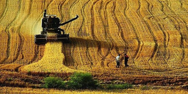 Türkiye Dokuz Yılda Bolu Kadar Tarım Toprağı Kaybetti