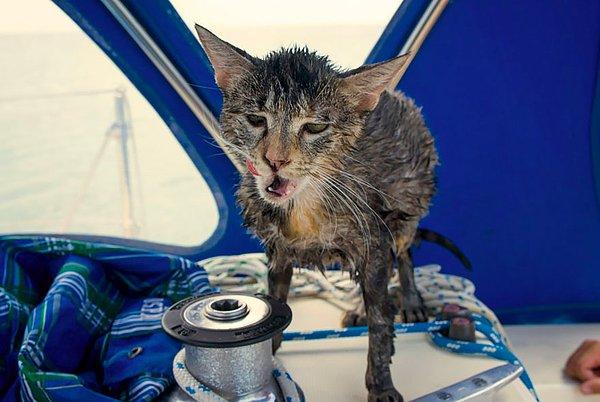 12. Kedi Georgie yüzmeyi de biliyor çünkü tekneden denize zıpladığı zamanlarda öğrenmek zorunda kalmış :)