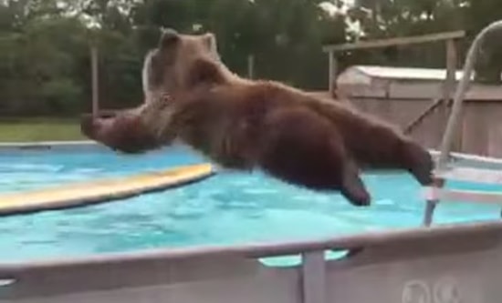 Havuzda Sevimlilik Patlaması Yaşayan Ayı