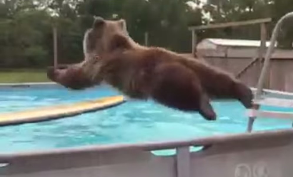 Havuzda Sevimlilik Patlaması Yaşayan Ayı