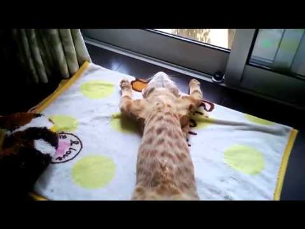 Sırt Üstü Uyuyan Kedi