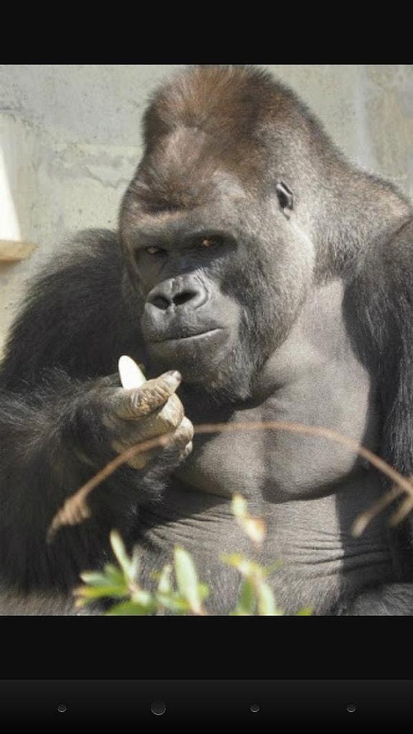 Bu gorilin adı Shabani. Kendisi erkek bir goril ve Japonya'daki Higashiyama Hayvanat Bahçesi'nde yaşıyor.