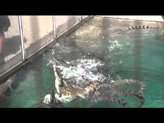 Pire Gibi Zıplayan Timsahlar