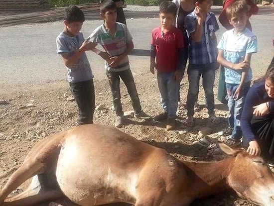 Uludere'de Katırlar Öldürüldü, Araba ve Evlere Kurşun Geldi
