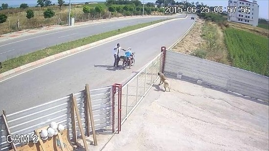 Edirne'de Tüfekle Köpeği Öldüren Kişiye 1002 Lira Para Cezası
