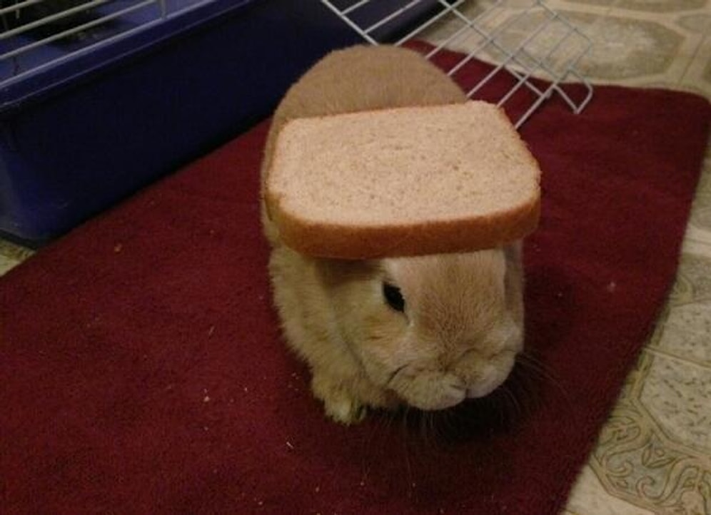 Kafasına Koyduğu Çeşitli Nesnelerle Sevimlilik Patlaması Yaşayan Tavşanın 16 Fotoğrafı